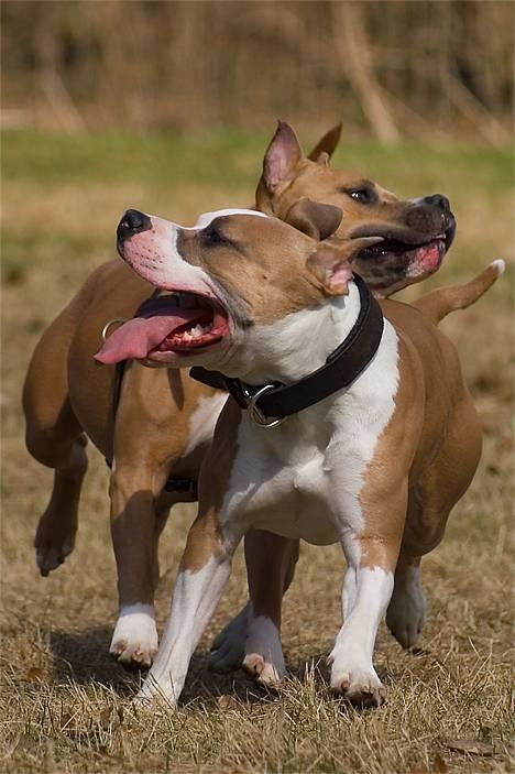 Amerikansk staffordshire terrier Anton - *Nyt* Tosafoto April 2006. Anton leger med sin mor. :o) billede 8