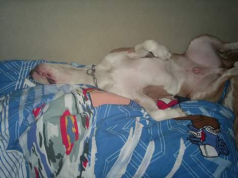 Amerikansk staffordshire terrier Anton - Okay... kl. Halv et om natten kan han godt se sådan ud. :o) TOTAL afslapning. billede 9