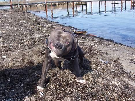 Amerikansk staffordshire terrier Devils Blue Rock (tyson) - Er jeg ikke smuk ;) billede 3