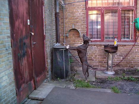 Amerikansk staffordshire terrier Devils Blue Rock (tyson) - tyson i klubben billede 4