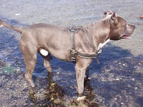 Amerikansk staffordshire terrier Devils Blue Rock (tyson) billede 5