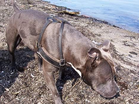 Amerikansk staffordshire terrier Devils Blue Rock (tyson) billede 6