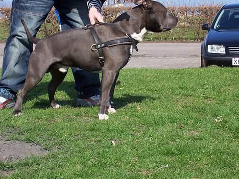 Amerikansk staffordshire terrier Devils Blue Rock (tyson) billede 7