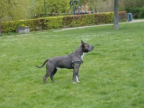Amerikansk staffordshire terrier Devils Blue Rock (tyson) billede 8
