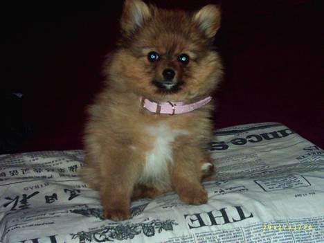 Pomeranian Tilde - Lille Tilde da hun var 8 uger billede 1