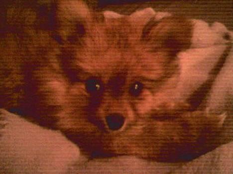 Pomeranian Tilde billede 2