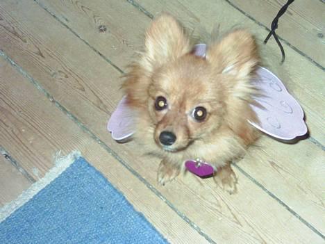 Pomeranian Tilde - Lille fin sommerfugl.. :O) billede 3