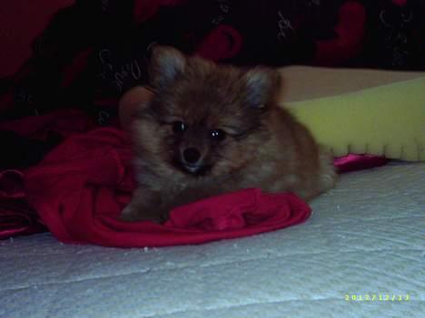 Pomeranian Tilde billede 4