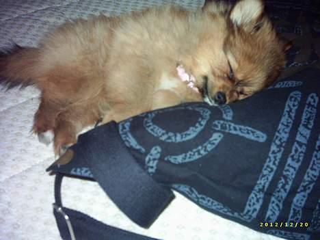 Pomeranian Tilde - her ligger hun lige og sover billede 5