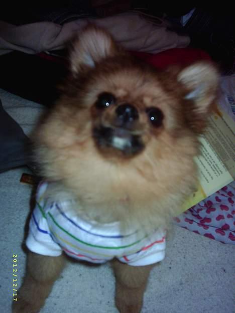Pomeranian Tilde - her hun så med sin fine trøje på billede 6