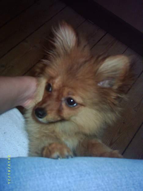 Pomeranian Tilde billede 7