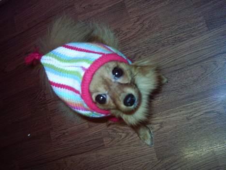 Pomeranian Tilde - Hun fik en sød trøje i julegave... billede 8