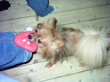 Pomeranian Tilde - nyt fra den 1/3 billede 9