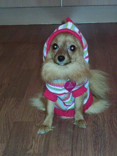 Pomeranian Tilde billede 10