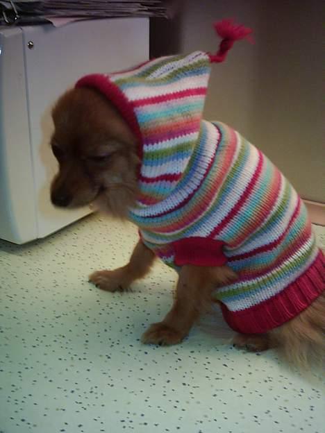 Pomeranian Tilde billede 11