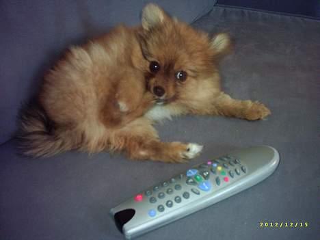 Pomeranian Tilde billede 12