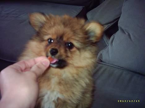 Pomeranian Tilde billede 13