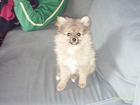 Pomeranian Tilde billede 14