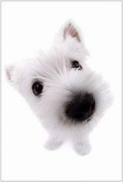 West highland white terrier Victor billede 15
