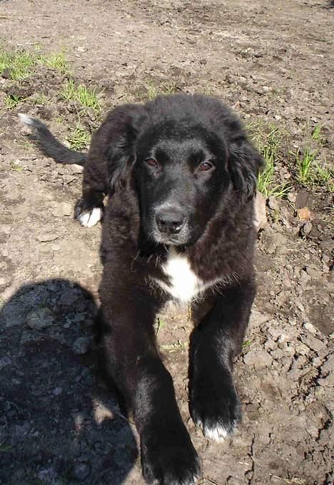 Blanding af racer Bella - see hvor er jeg vokset billede 5