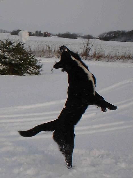 Blanding af racer Bella - Sneboldt kamp 2005 billede 6