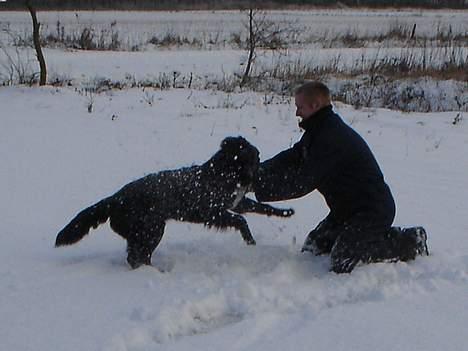 Blanding af racer Bella - snekamp med farmand billede 7