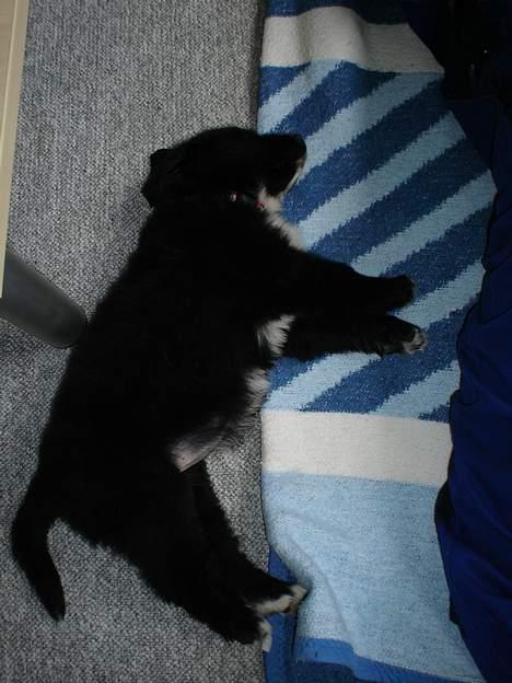 Blanding af racer Bella - træt prinsesse billede 8