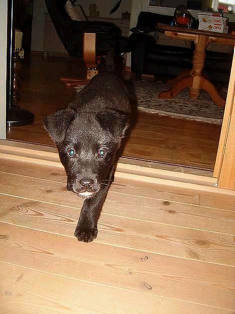 Blanding af racer Zenta - Foto: Nmf billede 19