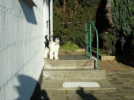 Amerikansk cocker spaniel Zorro - sage du noget....??? billede 20