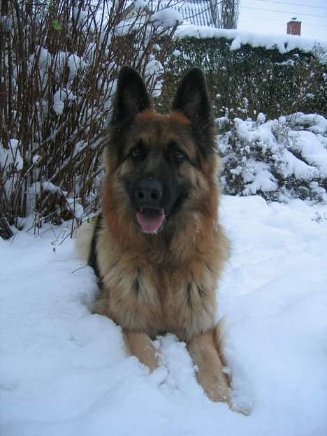 Schæferhund Cia - Cia ude i sneen d. 28/12-05 billede 14