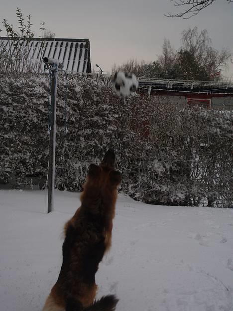 Schæferhund Cia - Cia leger med bold i sneen d. 22 februar 2007 billede 15