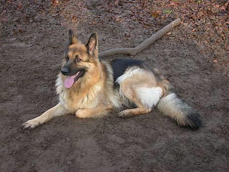 Schæferhund Cia - cia 3 dec.06 billede 16