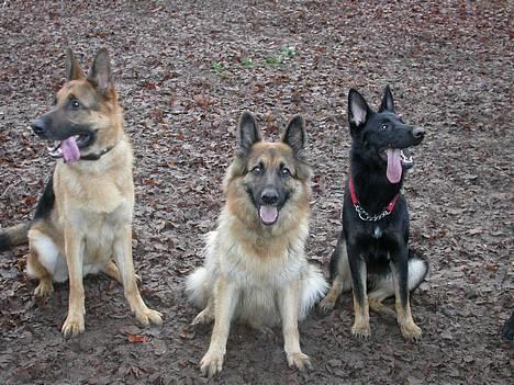 Schæferhund Cia - Scheafer traef. soondag d 3dec.06 billede 17