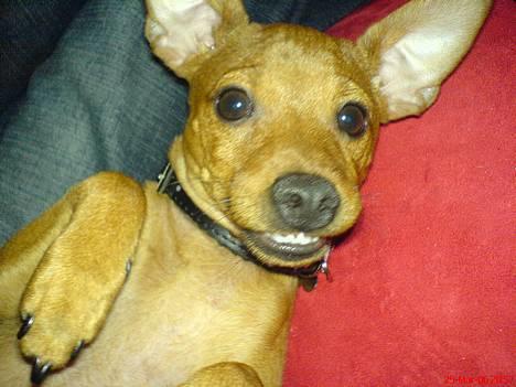 Dvaergpinscher Sylvester - "Kan du smile til kameraet Sylvester?" billede 1
