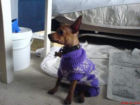 Dvaergpinscher Sylvester - Så er bette manden klar til at gå en tur ude i den kolde sne billede 2