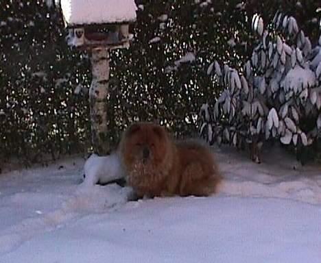 Chow chow tulle - tulle kan lide sne  28-12.05 billede 14