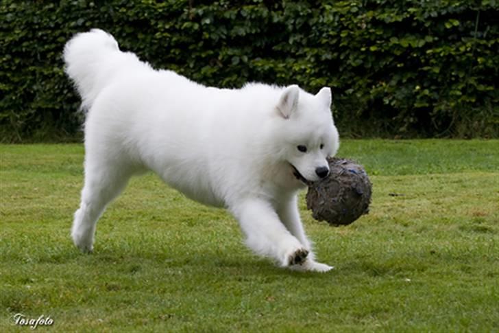 Samojedhund Cabaka´s GioVanni  billede 13