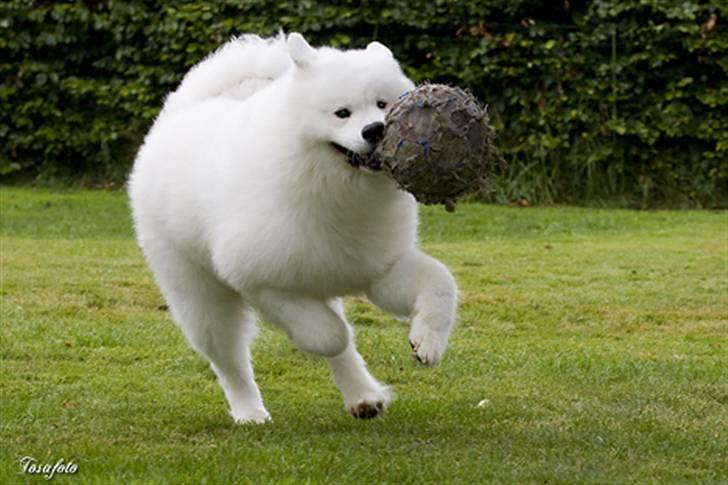 Samojedhund Cabaka´s GioVanni  billede 14