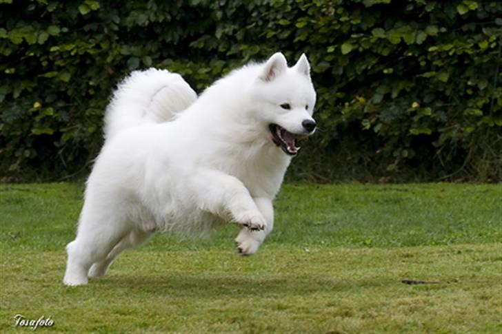 Samojedhund Cabaka´s GioVanni  billede 15
