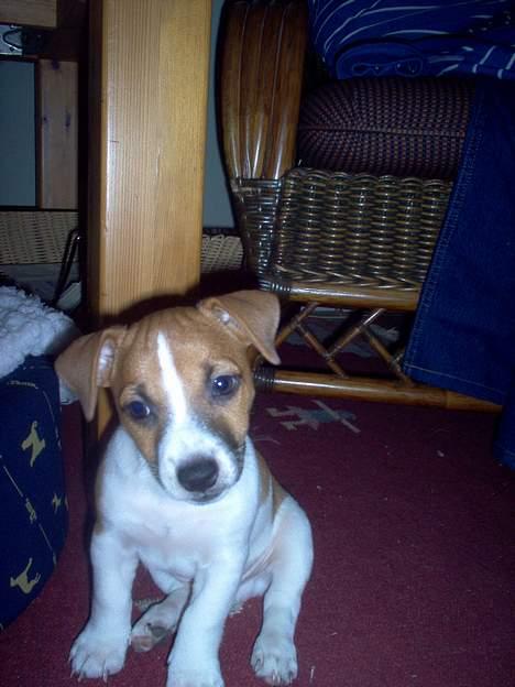 Jack russell terrier Buller - er jeg ikke sød<3 billede 1