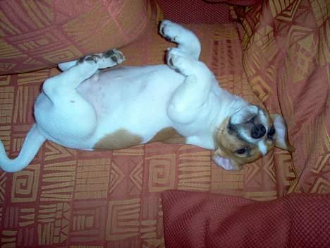 Jack russell terrier Buller - Slapper af billede 2