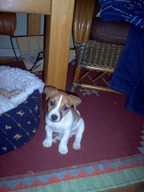 Jack russell terrier Buller - lille mig<3 billede 3