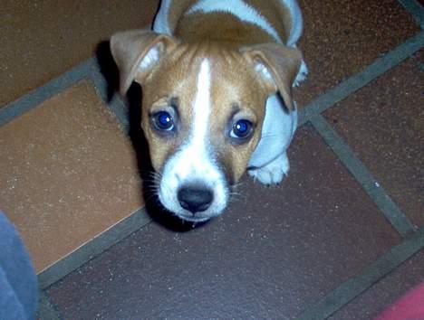 Jack russell terrier Buller - tit tit billede 4