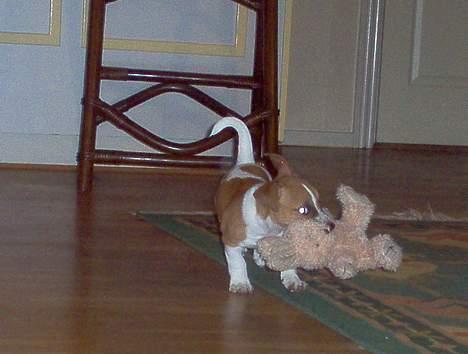 Jack russell terrier Buller - leger med Ninka billede 5