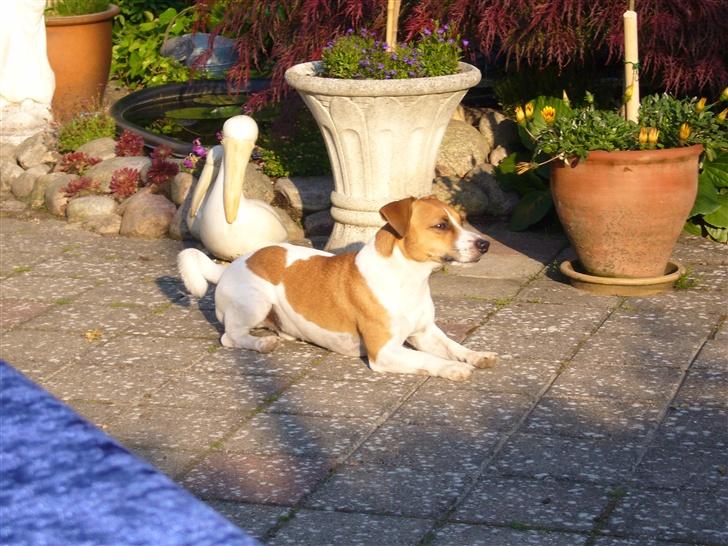 Jack russell terrier Buller - slapper af billede 6