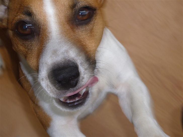 Jack russell terrier Buller - hva´ så<3 billede 7