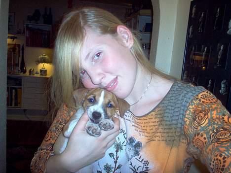 Jack russell terrier Buller - osss billede 8