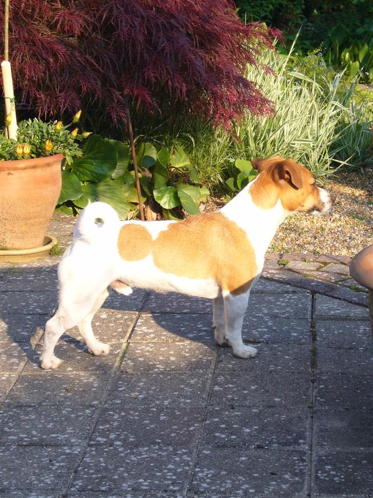 Jack russell terrier Buller - den flotteste af slagsen<3<3<3<3 billede 9