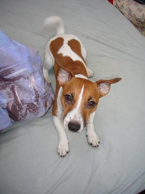 Jack russell terrier Buller - Hvor er jeg sød<3 billede 10