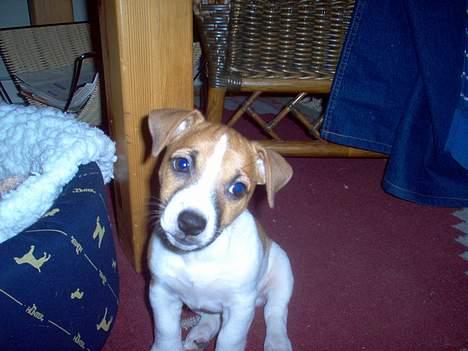 Jack russell terrier Buller - tager du billeder af mig?? billede 11